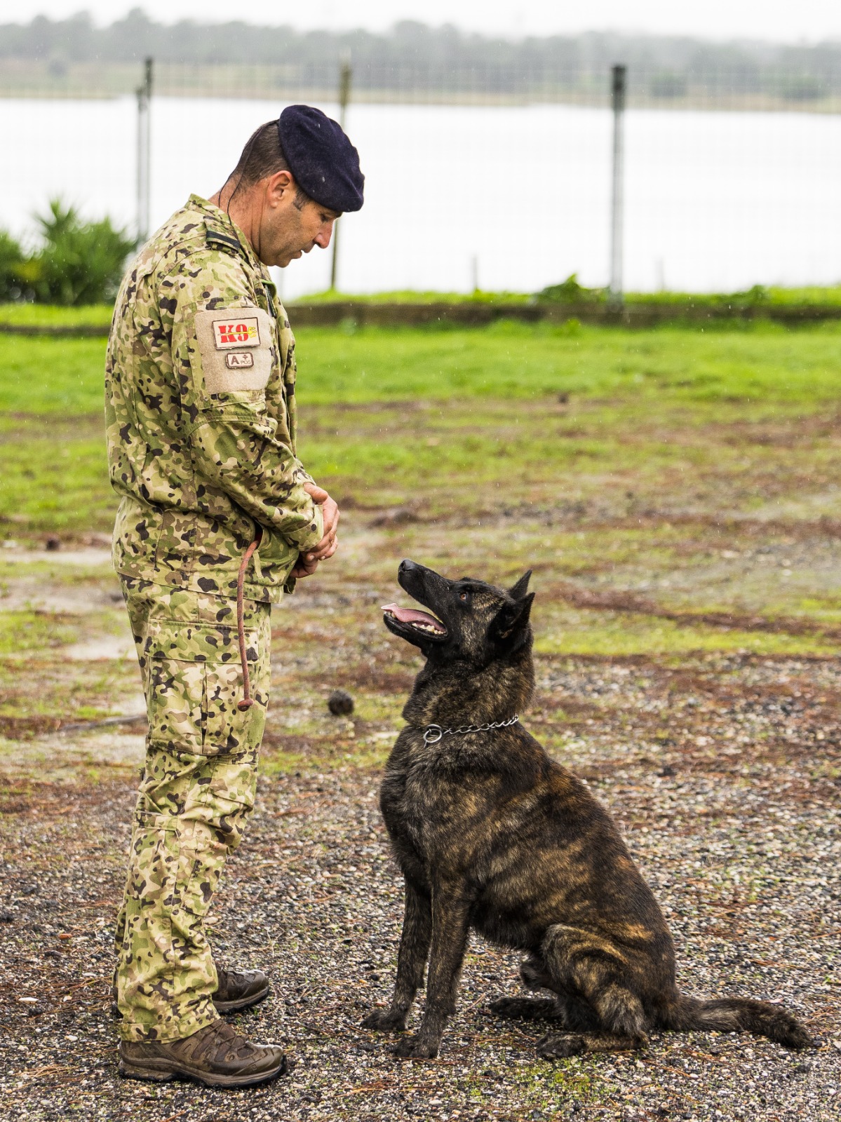 Cães da Marinha já participaram em mais de 180 ações em 2026